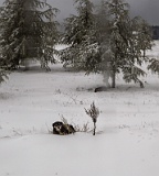 5D3 1498  Taken at Latitude/Longitude:33.407095/-5.185086. 4.53 km South-East Azrou Mekns-Tafilalet Morocco   (Map link) : 4.53  Km to Azrou  in Mekns-Tafilalet Morocco, Azrou, Mekns-Tafilalet, Morocco, geo:lat=33.407095, geo:lon=-5.185086, geotagged